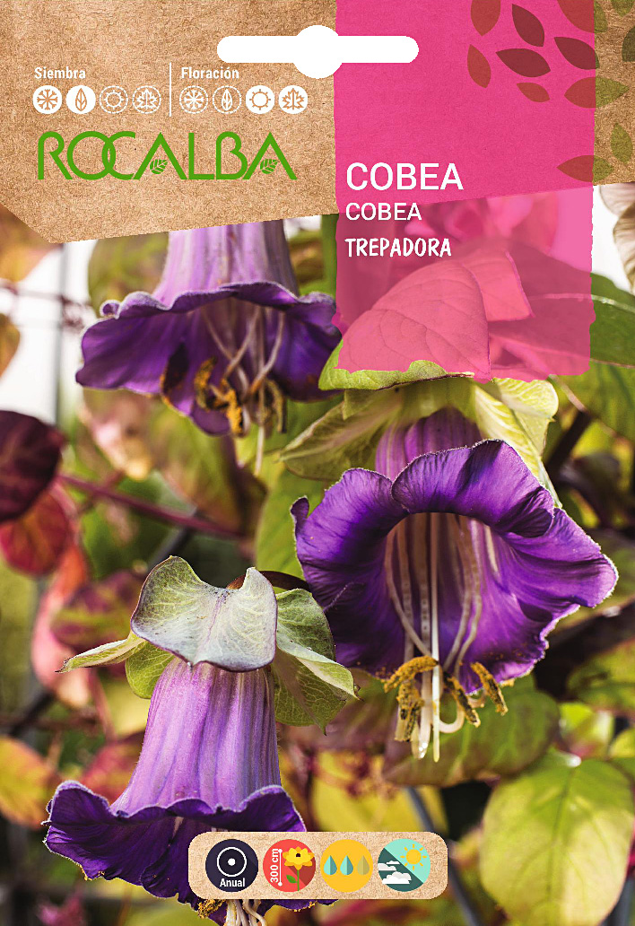 Semilla Cobea Scandens Trepadora Azul Violeta