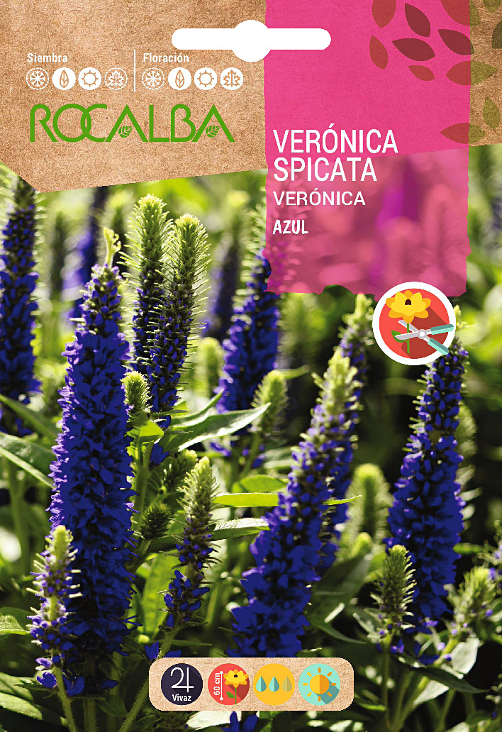 Semilla Veronica Spicata azul