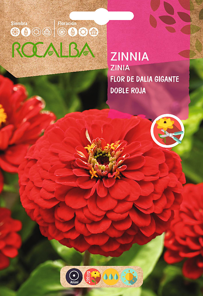 Semilla Zinia Flor de Dalia Gigante Doble Roja