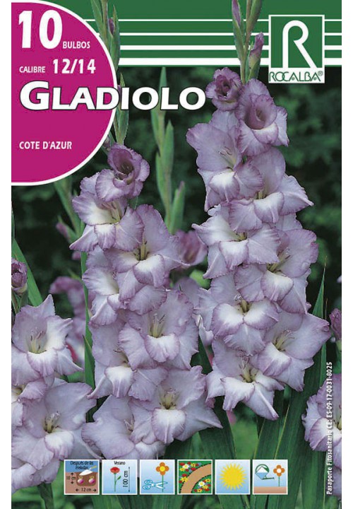 Bulbo Gladiolos 12/14 Cote Dazur Azul Celeste