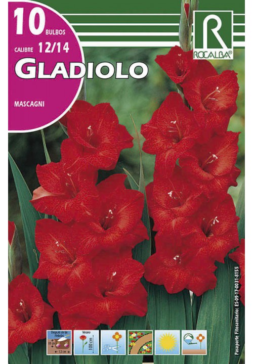 Bulbo Gladiolos 12/14 Mascagni Rojo