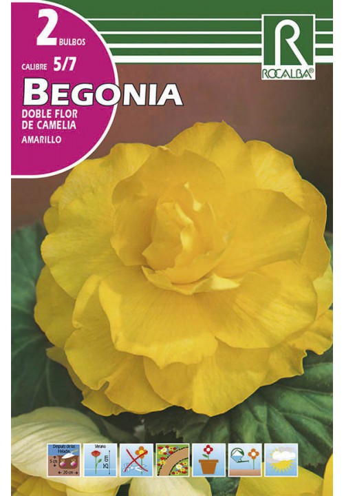 Bulbos Begonia Dobles Flor de Camelia Amarillo