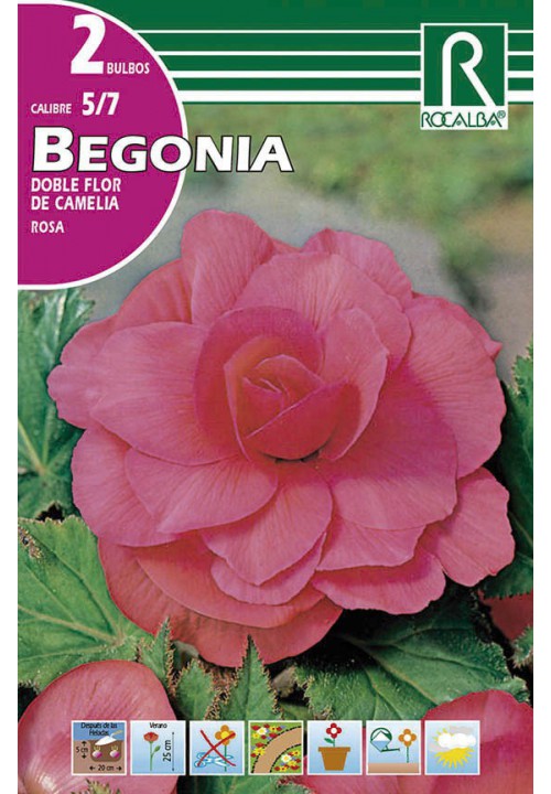 Bulbos Begonia Dobles Flor de Camelia Rosa