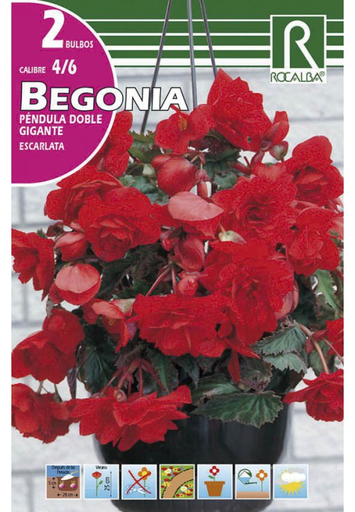 Bulbos Begonias Pendula Doble Gigante Escarlata