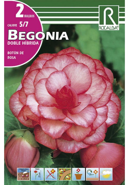Bulbo Begonias Doble Boton Rosa