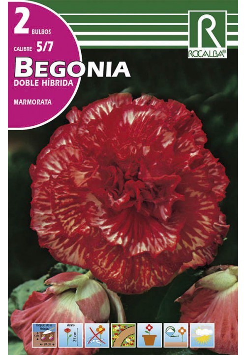 Bulbo Begonia Doble Marmorata Blanco Jaspeado Rojo