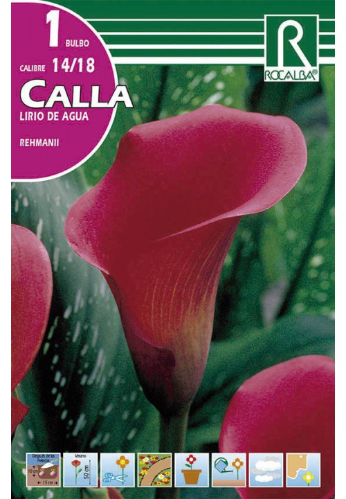 Bulbo Calla 14/18 Rehmanii Rosa