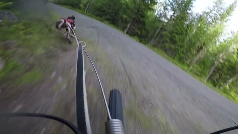 Antena Bicicleta Perros Bikejoring | Non-stop Dogwear · Piensos Lago