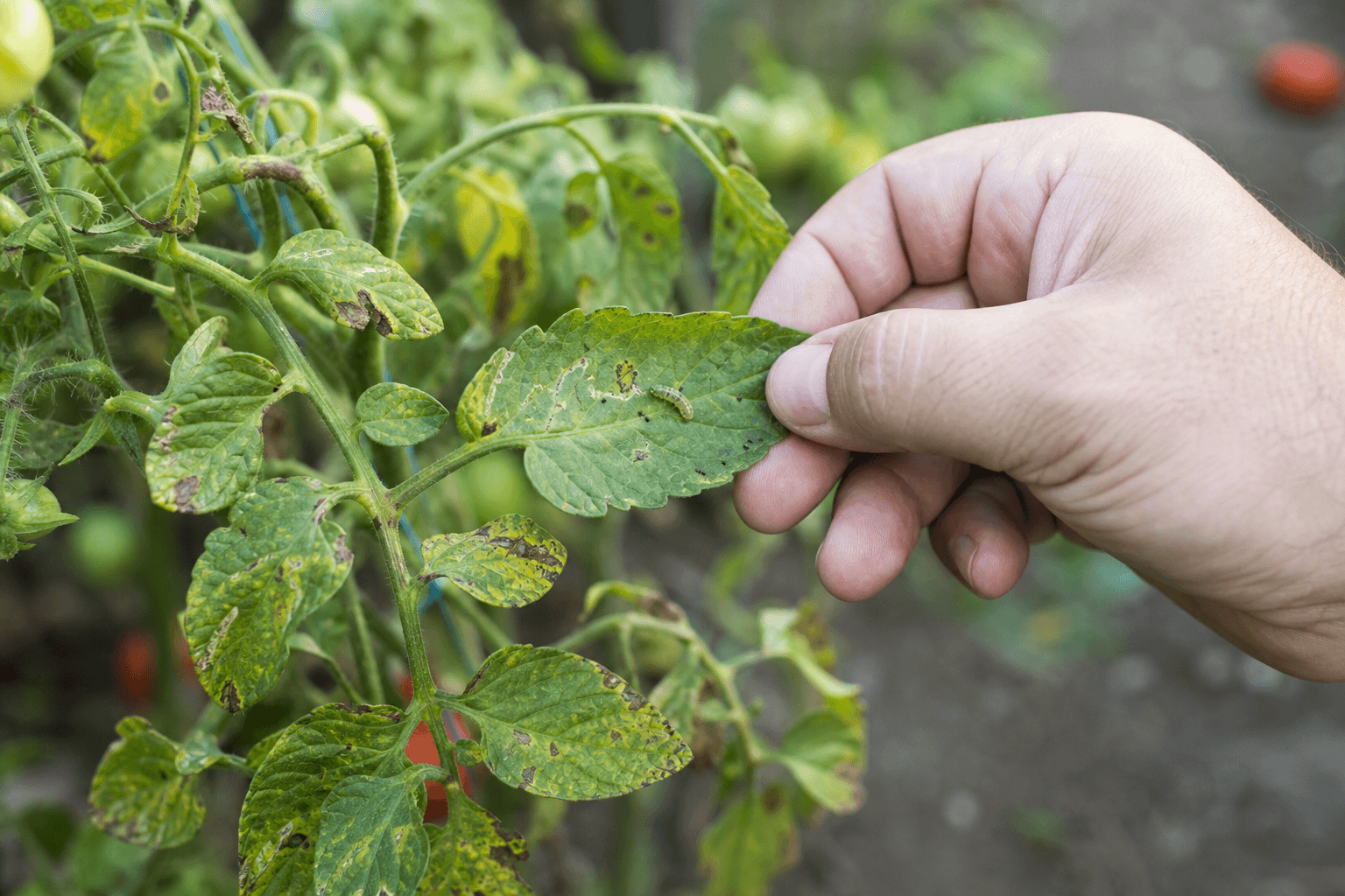 Tuta del tomate: Cómo identificarla y combatirla a tiempo