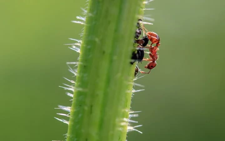 Como remediar el pulgon en nuestras plantas