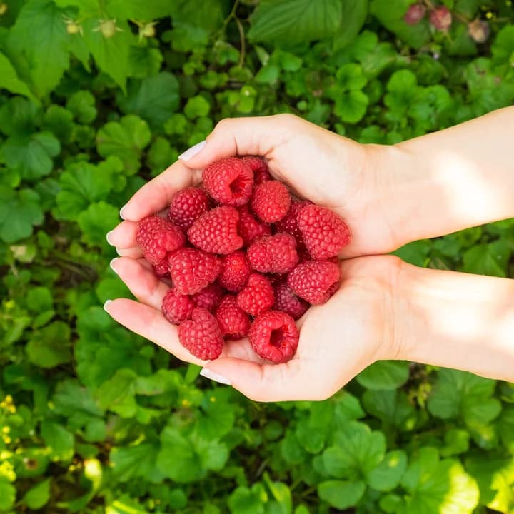 ¿Por qué plantar frambuesas, arándanos y grosellas?