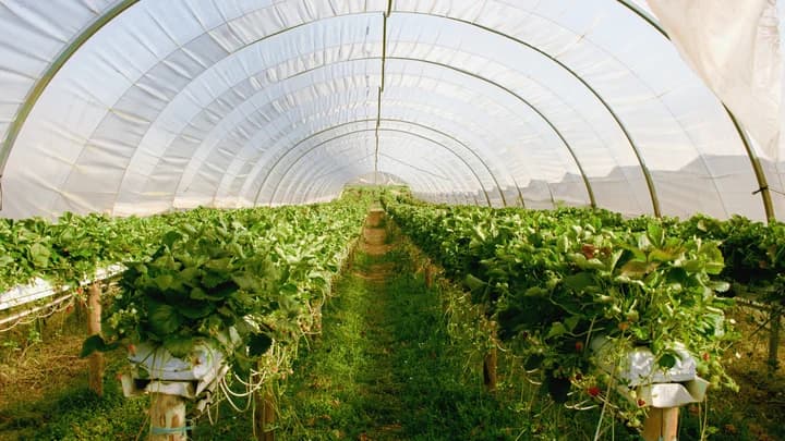 Quiero comprar un invernadero? ¿Planto tomates o marihuana?