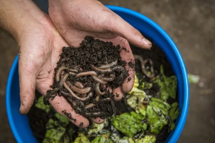 ¿Que es el Vermicostaje?