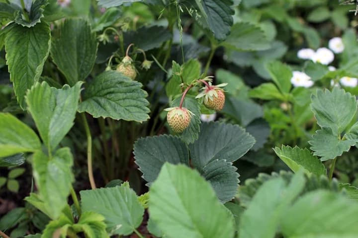 ¿Qué debes saber de la huerta en este mes de junio?