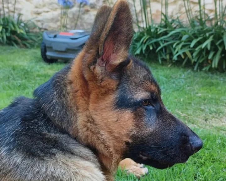 Cómo alimentar a tu perro en función de su edad