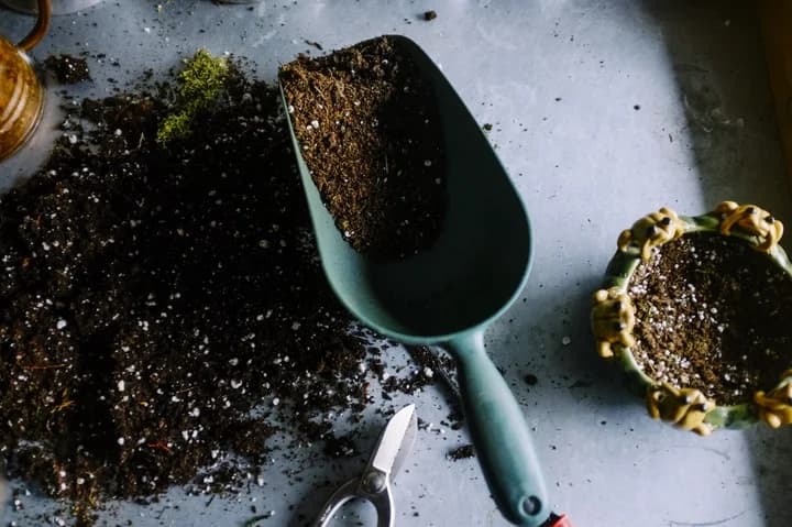 ¿Que tierra necesitan mis plantas? Tipos de tierras para flores