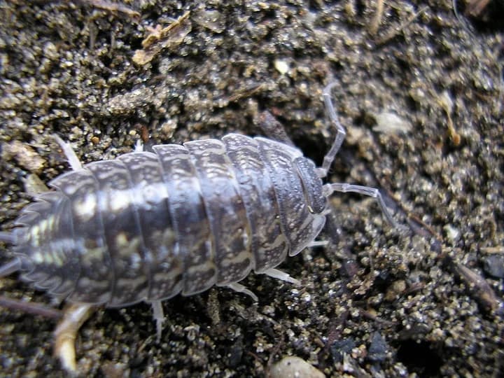 Como acabar con la Cochinilla en nuestras plantas