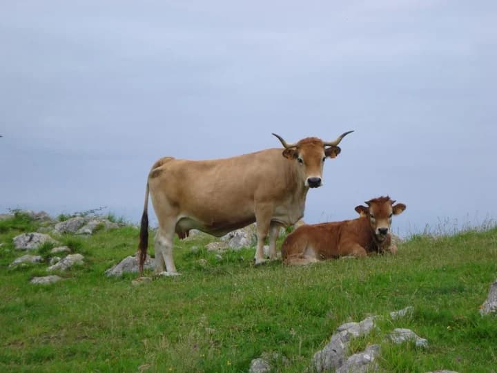 Los pedos de vaca SÍ contaminan, pero ¿tanto como dicen?