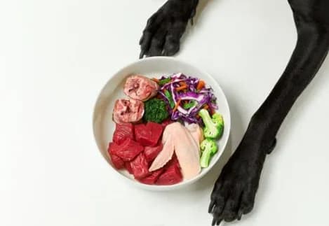 Dieta Barf Para Perros