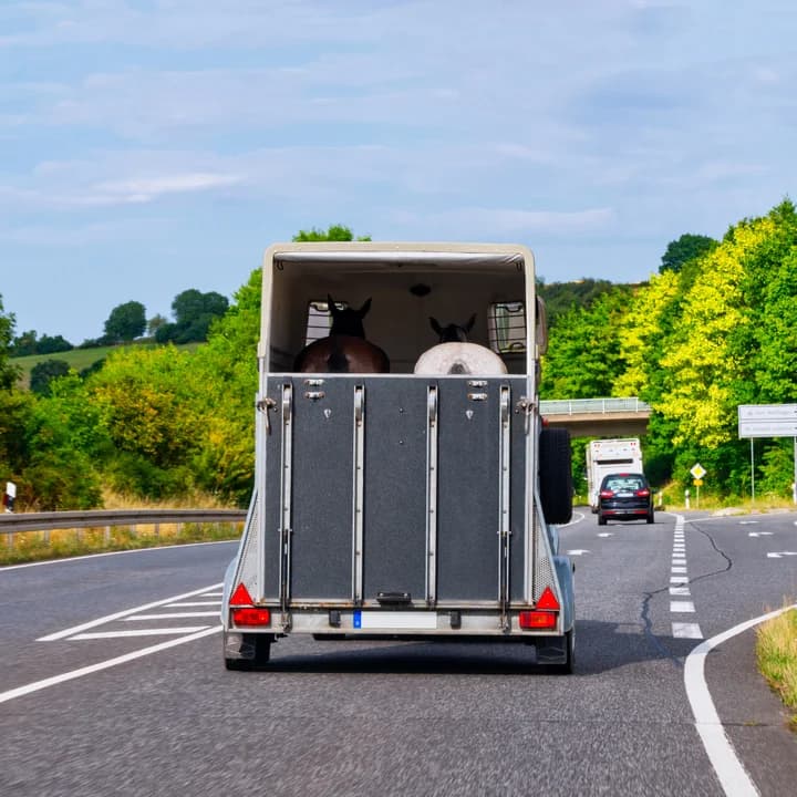 Curso de Bienestar Animal para el transporte. Formate con nosotros