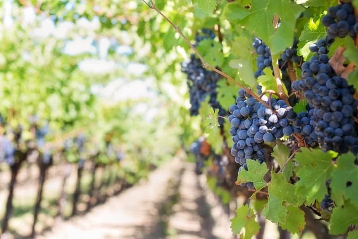 Guia para hacer Vino en casa