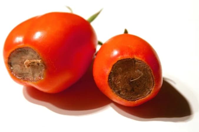 Las deficiencias nutritivas del Tomate. La peseta del Tomate, Boro y Potasio
