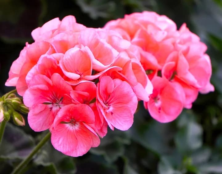 ¿Sabes por qué las flores son necesarias en tus cultivos?