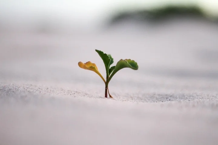 Plantando nuevas hortalizas sin semillas