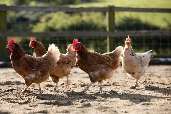 Piensos naturales o ecológicos: ¿una moda, una tradición o una necesidad?