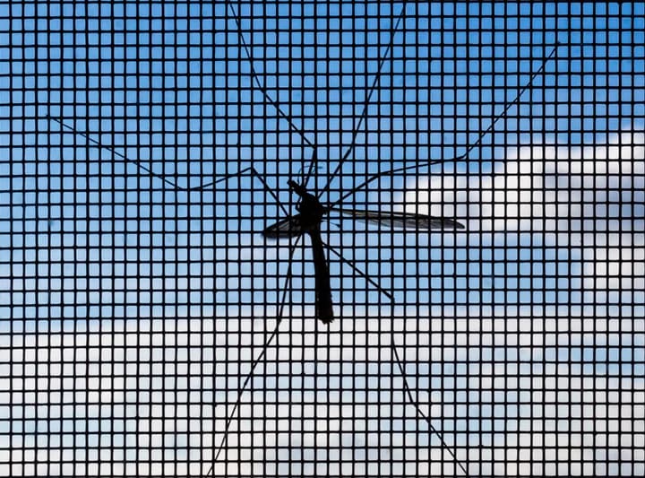¿Por qué debería considerar seriamente comprar una mosquitera?