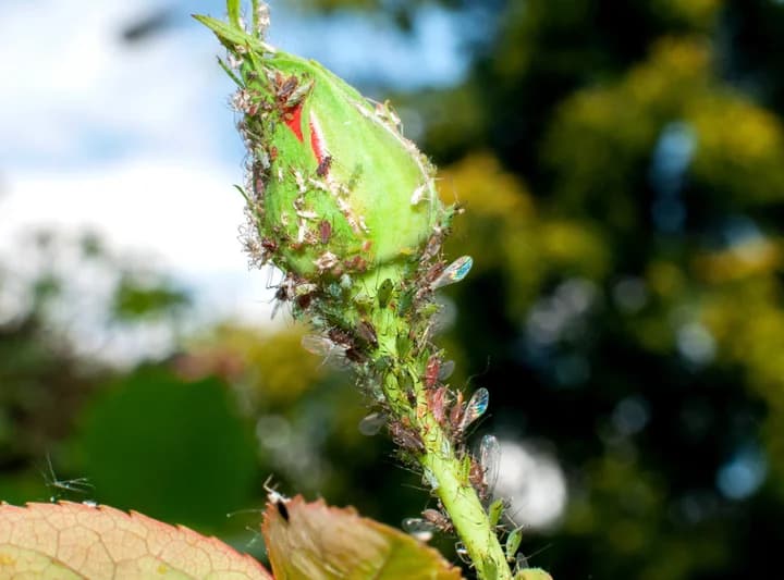 Cómo elegir y utilizar los insecticidas adecuadamente