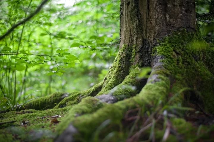 ¿Y si plantamos un árbol (o muchos árboles)?