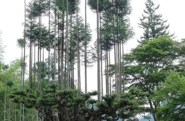 El Eco-Secreto de Japón: De Cedros, Bonsáis y Maderas Sostenibles ?