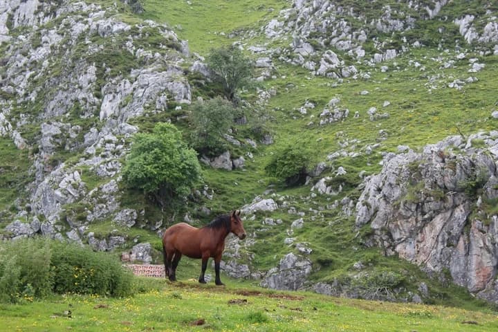 Las yeguas y los caballos de Veigalacueva