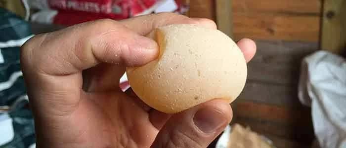 Porque mis gallinas ponen los huevos sin cascara