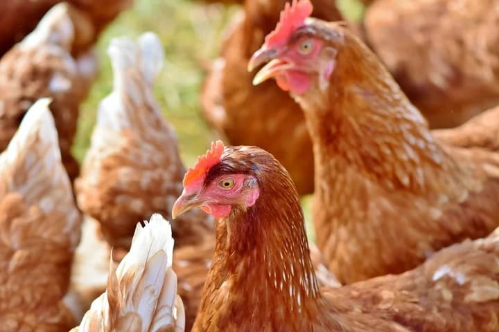 10 cosas que debes saber sobre criar gallinas
