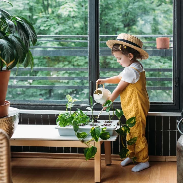 Las mejores plantas de interior y cómo cuidarlas