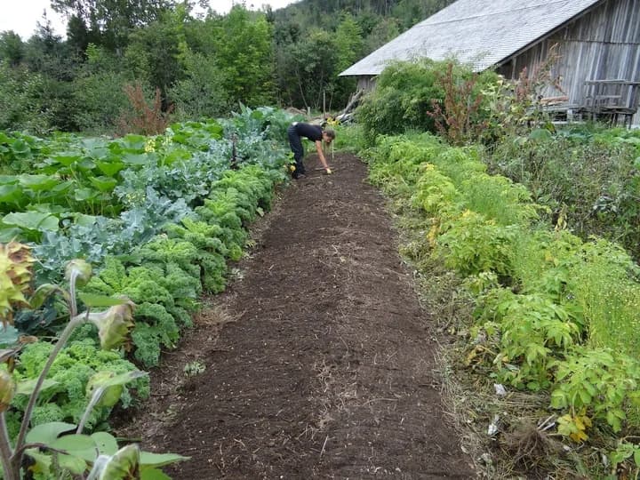 Juntas pero no revueltas: qué verduras crecen bien cuando están cerca y cuáles deben estar muy separadas