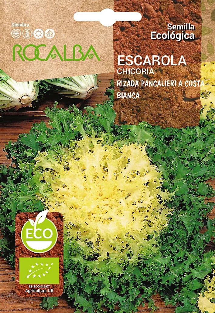Semilla Ecologica Escarola Rizada Pancalieri Costa Bia — foto principal