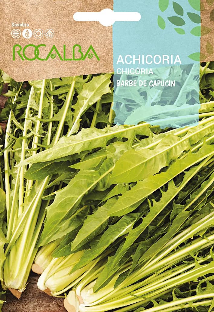 Semilla Achicoria Barbe de Capucin — foto principal