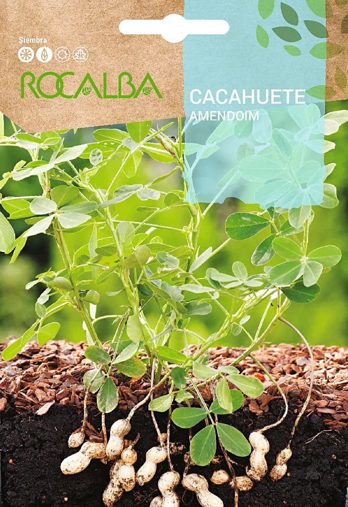 Semilla Cacahuete — foto principal