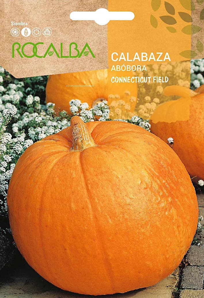 Semilla Calabaza Connectitut Field 5 gr — foto principal