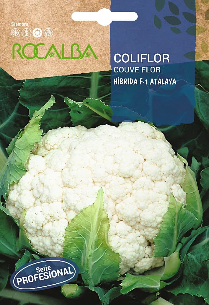 Semilla Profesional Coliflor Hibrida F1 Atalaya — foto principal