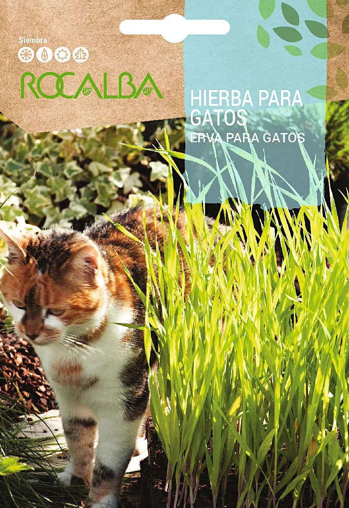 Semilla Hierba para Gatos — foto principal