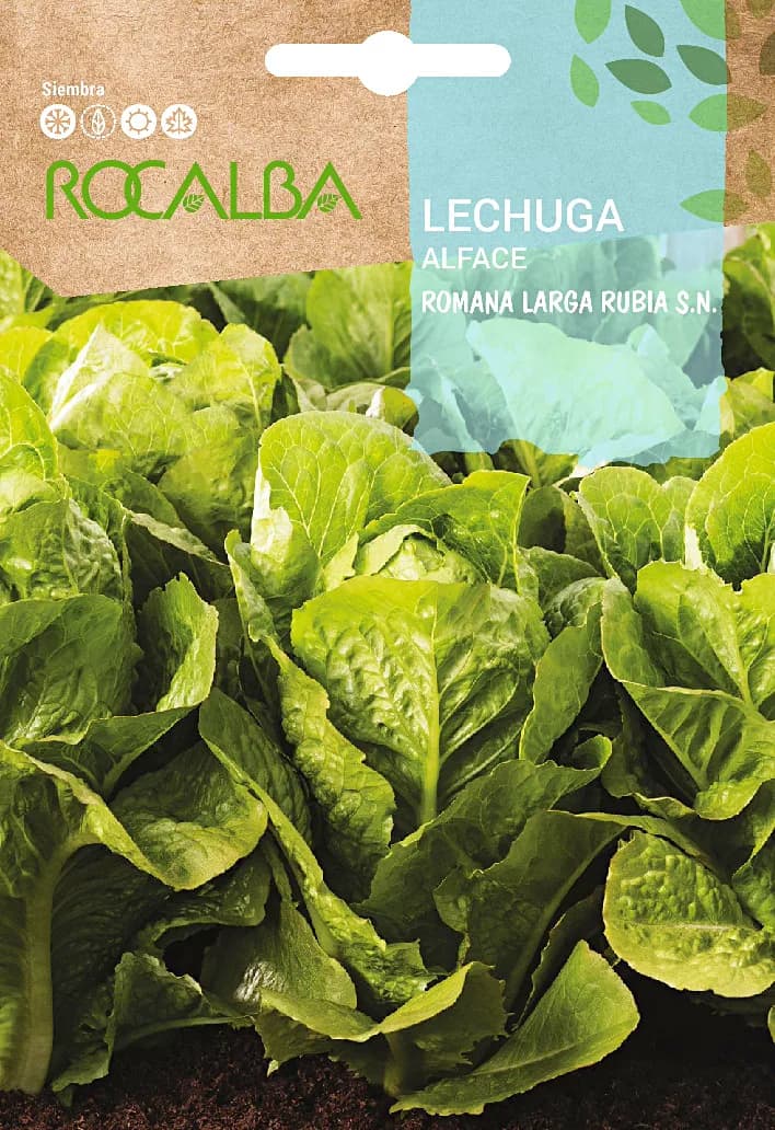 Semilla Lechuga Romana Larga Rubia — foto principal