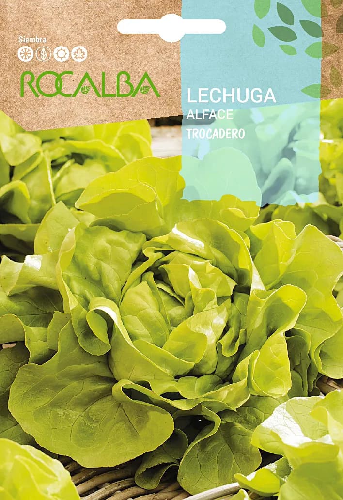 Semilla Lechuga Trocadero — foto principal