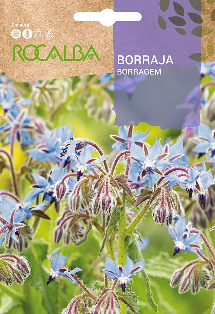 Semilla Borraja Officinalis — foto principal