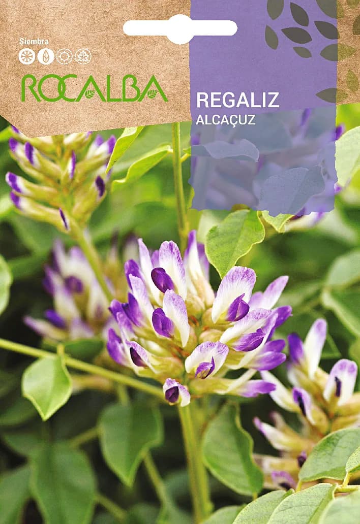 Semilla Regaliz — foto principal