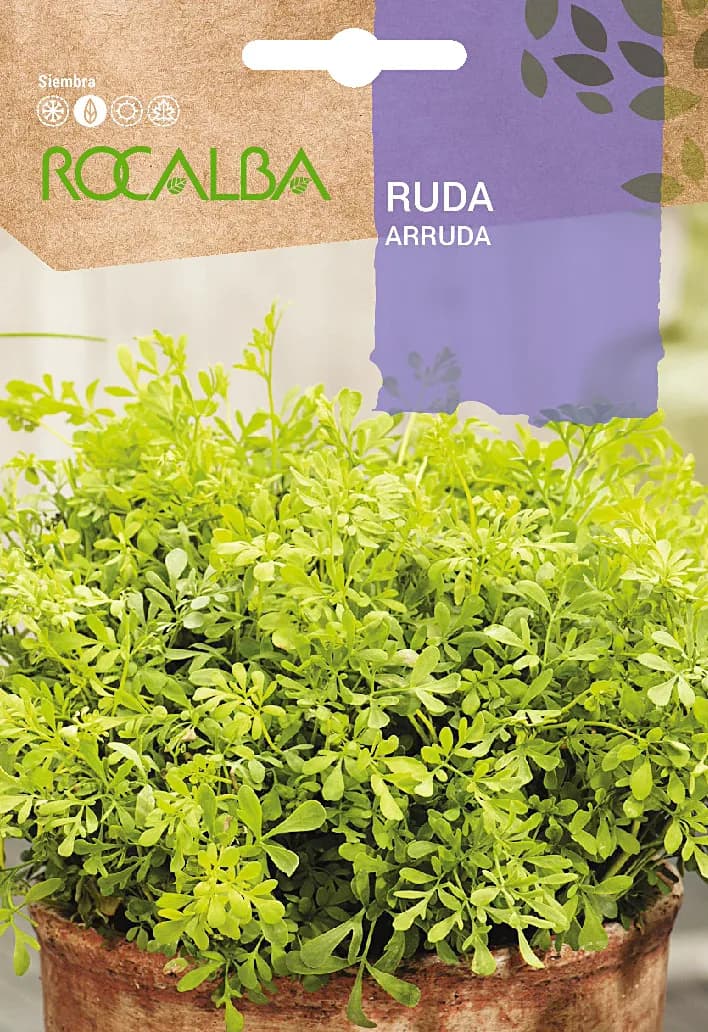 Semilla Ruda — foto principal