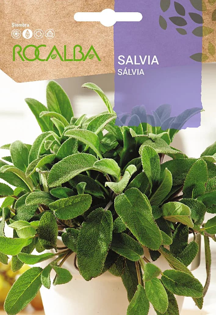 Semilla Salvia — foto principal